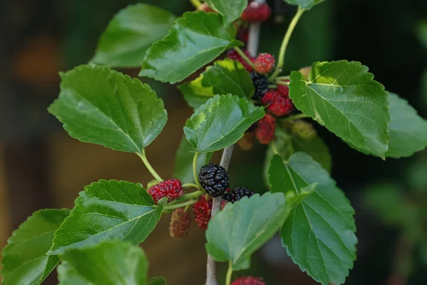 Tree Branch Unripe Mulberries Outdoors Closeup — 스톡 사진