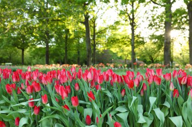 Güneşli bir günde parkta büyüyen güzel lale çiçekleri. Bahar mevsimi