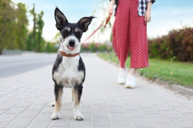 Şehir caddesinde sevimli köpeğini gezdiren bir kadın.