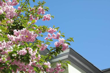 Açık hava binasının yanında pembe çiçekli güzel sakura ağacı.