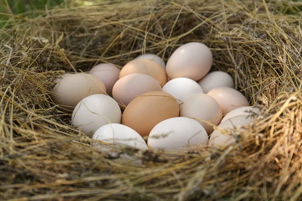 Fresh Raw Chicken Eggs Nest Closeup — Foto de Stock