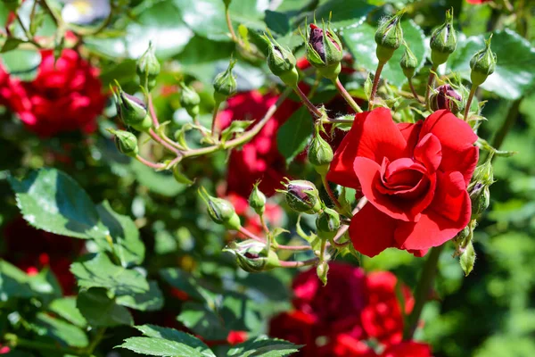 Hermosa Flor Rosal Aire Libre Vista Cerca — Foto de Stock
