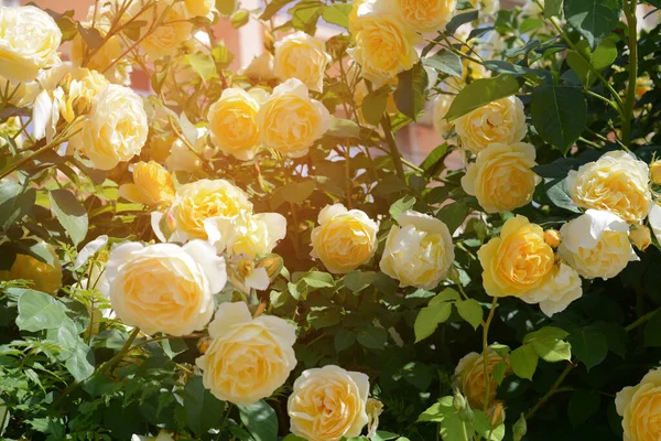 Bush Beautiful Yellow Roses Outdoors Closeup — 스톡 사진