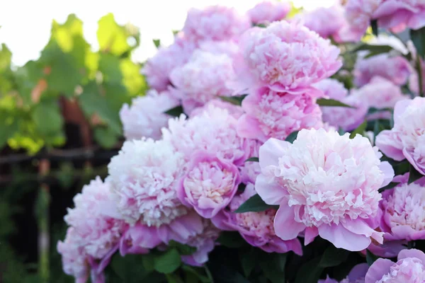 Blooming Peony Plant Beautiful Pink Flowers Outdoors Closeup — Fotografia de Stock