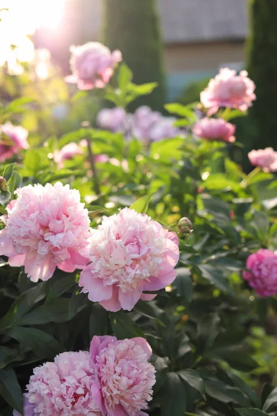 Blühende Pfingstrose Mit Schönen Rosa Blüten Freien Sonnigen Tagen Nahaufnahme — Stockfoto