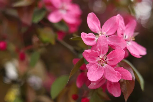 Bahar Günü Açık Havada Çiçek Açan Güzel Elma Ağacının Yakın — Stok fotoğraf
