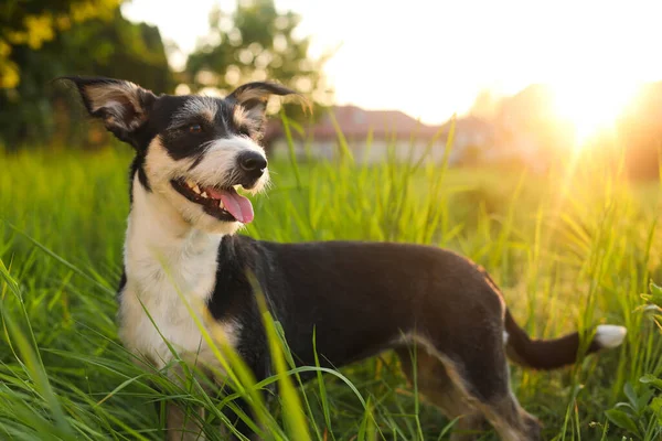 Cute Fluffy Dog Green Grass Sunset — Stockfoto