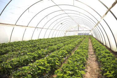 Serada yetişen çilek fideleri.