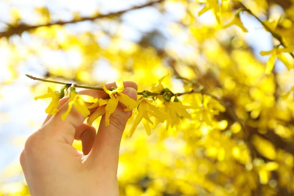 Woman Touching Branch Beautiful Blooming Shrub Outdoors Sunny Day Closeup — Stockfoto