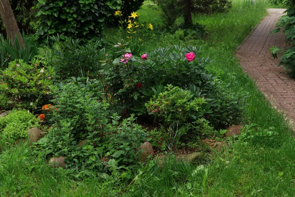 Different Plants Paved Path Beautiful Park Gardening Landscaping — Stockfoto