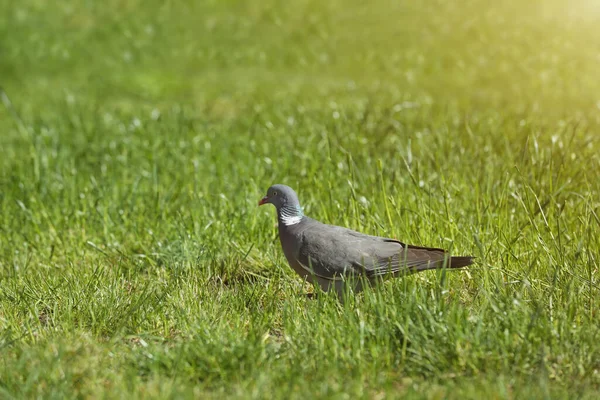 Beautiful Grey Dove Green Grass Outdoors Space Text — Zdjęcie stockowe