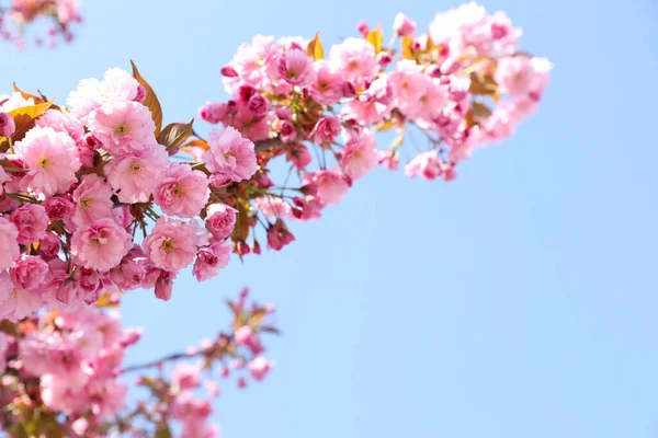 Bela Árvore Sakura Florescente Contra Céu Azul Close Espaço Para — Fotografia de Stock