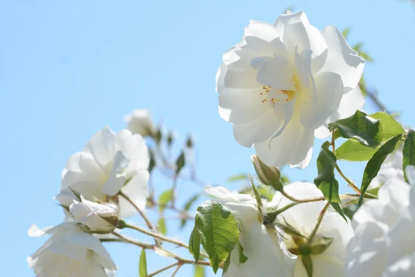 Hermosa Flor Rosal Aire Libre Vista Cerca —  Fotos de Stock