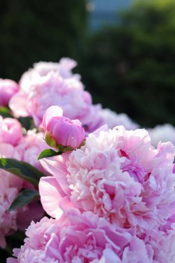 Beautiful pink peony flowers outdoors, closeup view