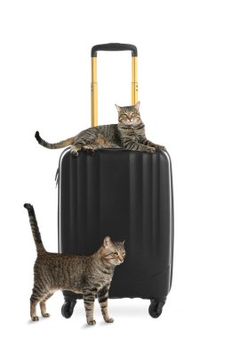 Cute cats and suitcase packed for journey on white background. Travelling with pet