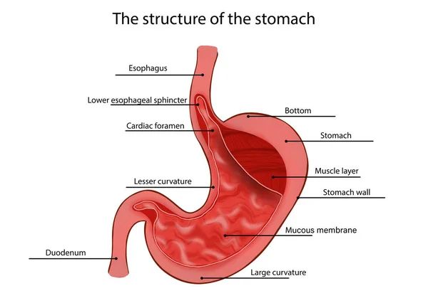 Anatomy Image Stomach Structure White Background — Stockfoto