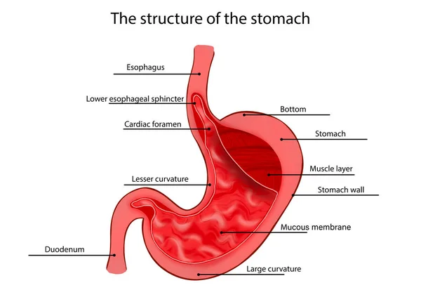 Anatomy Image Stomach Structure White Background — Stockfoto