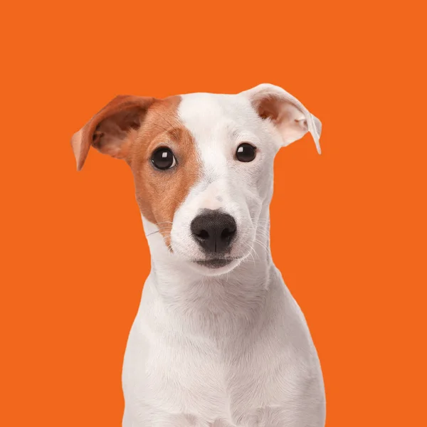 Cute Jack Russel Terrier Orange Background — стокове фото