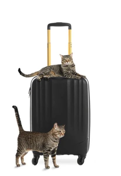 Gatos Bonitos Mala Embalada Para Viagem Fundo Branco Viajar Com — Fotografia de Stock