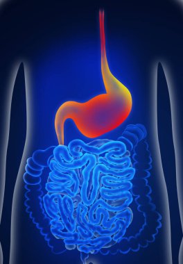 Illustration of man suffering from stomach disease. Gastroenterology