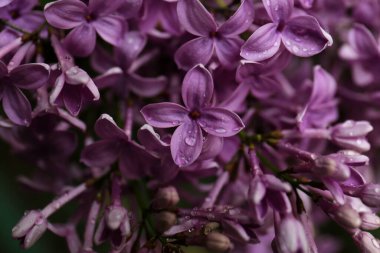 Arka planda su damlaları olan güzel leylak çiçekleri, yakın plan.