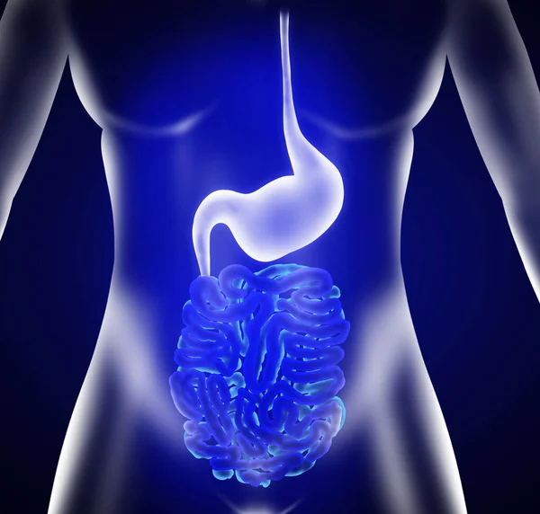 Illustration Stomach Intestine Blue Background Gastroenterology — Stok fotoğraf