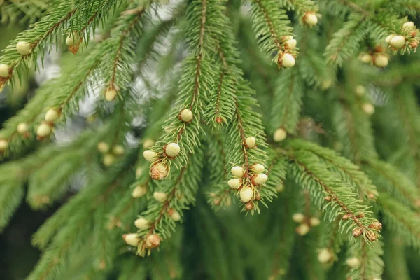 Groene Takken Van Prachtige Naaldboom Met Kleine Kegels Buiten Close — Stockfoto