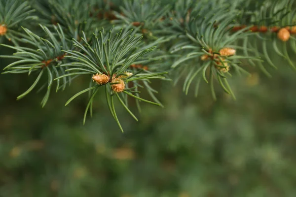 Beautiful branches of coniferous tree, closeup. Space for text