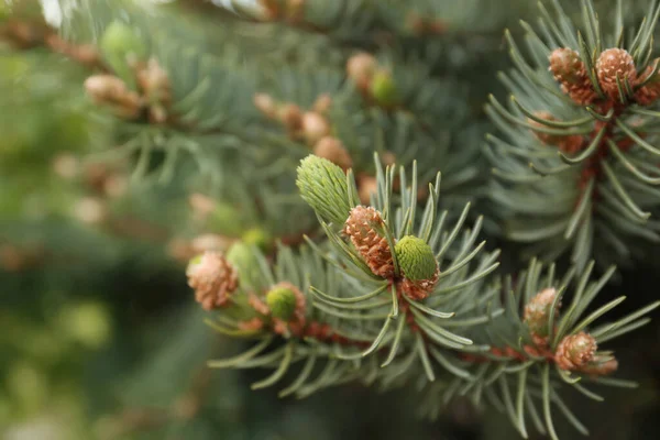 Beautiful Branches Coniferous Tree Closeup View — Φωτογραφία Αρχείου