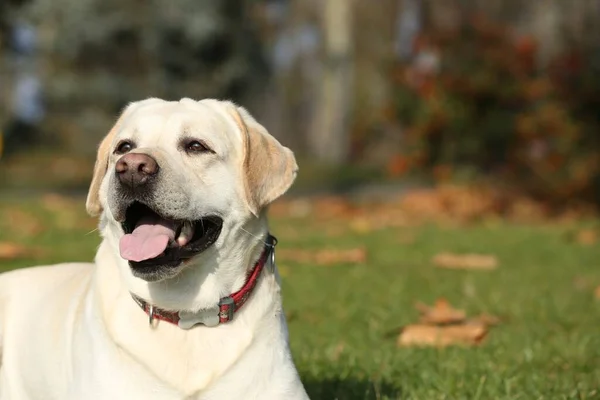 Yellow Labrador Lying Park Sunny Day Space Text — Φωτογραφία Αρχείου