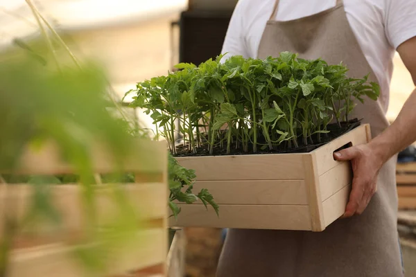 Man holding wooden crate with tomato seedlings in greenhouse, closeup