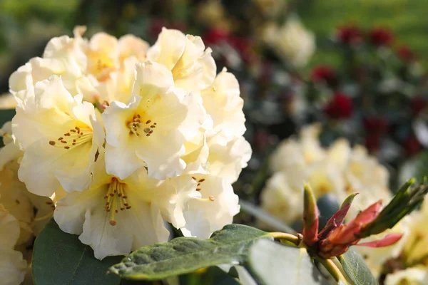 Rhododendron Plant Beautiful White Flowers Outdoors Closeup View — Stock Photo, Image