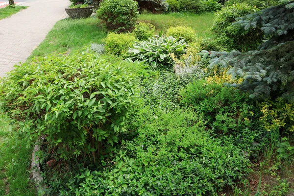 Hermoso Parterre Con Diferentes Plantas Calle Ciudad Jardinería Paisajismo —  Fotos de Stock