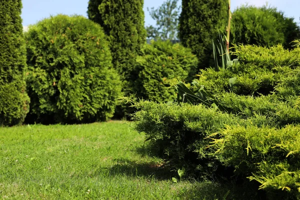 Wonderful Green Thuja Plants Growing Garden Picturesque Landscape — 스톡 사진