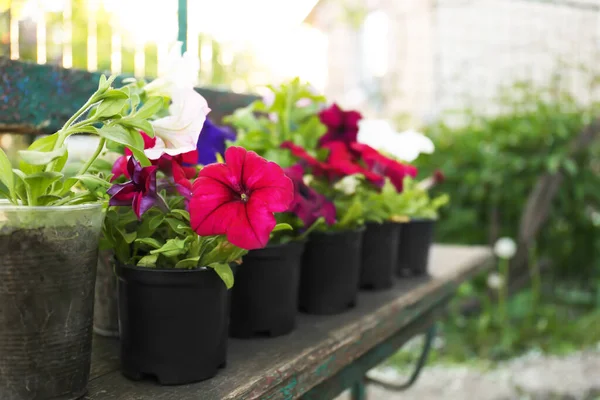 Beautiful Petunia Flowers Plant Pots Outdoors Space Text — Φωτογραφία Αρχείου