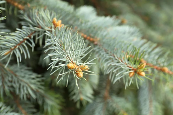 Beautiful Branches Coniferous Tree Closeup View 图库图片