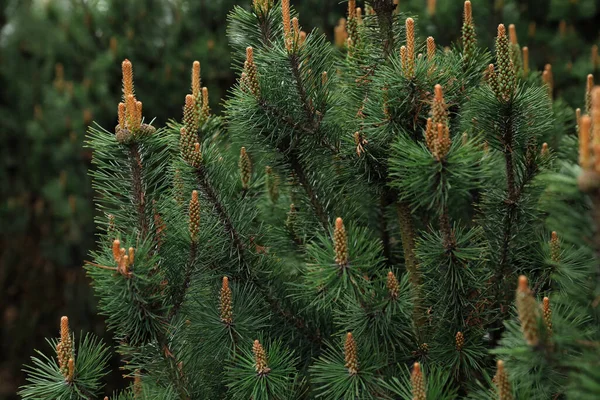 Tallskog Med Blommor Utomhus Vårdagen Närbild Stockfoto