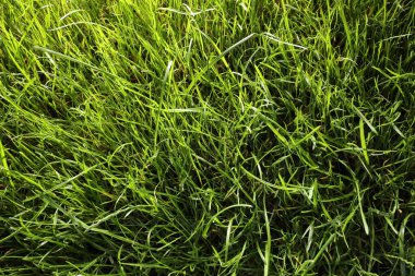 Arka plan olarak güzel yeşil çimenler, manzaranın üstünde