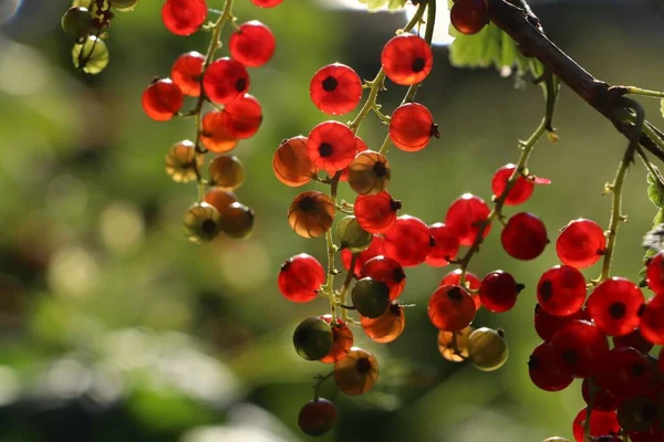 Nahaufnahme Von Roten Johannisbeersträuchern Mit Reifenden Beeren Freien Sonnigen Tagen — Stockfoto