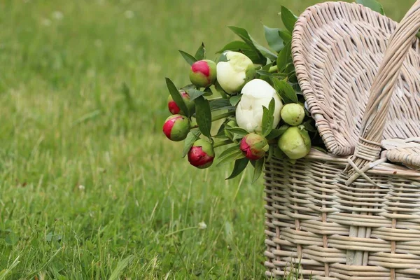 Many Beautiful Peony Buds Basket Green Grass Outdoors Closeup Space — Stockfoto