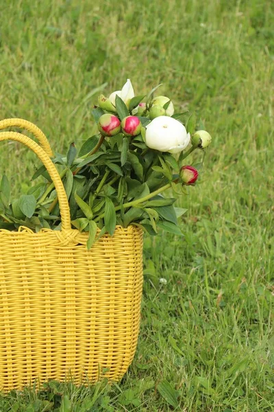 Many Beautiful Peony Buds Yellow Wicker Bag Green Grass Outdoors — Stockfoto