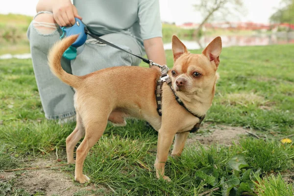 Egy Felveszi Kutyája Kakiját Zöld Fűből Parkban Közelkép — Stock Fotó