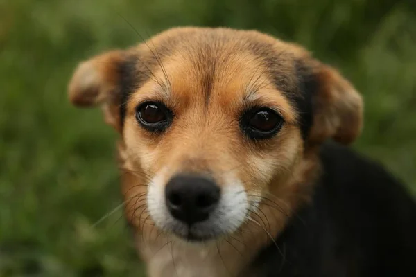 Cute Dog Blurred Background Closeup View — 图库照片