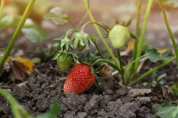 Strawberry Plant Ripening Fruits Outdoors Closeup — Fotografia de Stock