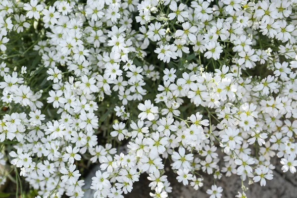 Vackra Vita Snö Sommar Blommor Utomhus Ovanifrån — Stockfoto