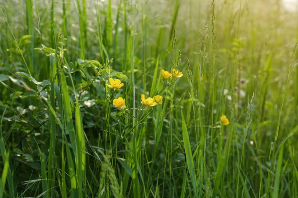 Lindas Flores Buttercup Amarelo Crescendo Grama Verde Livre Close — Fotografia de Stock