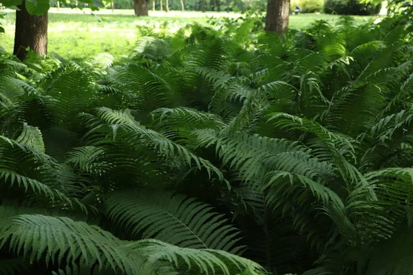 Belle Fougère Aux Feuilles Vertes Luxuriantes Poussant Extérieur — Photo