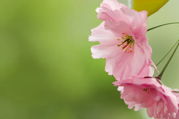 Beautiful Pink Flowers Blossoming Sakura Tree Green Background Closeup Space — Foto de Stock