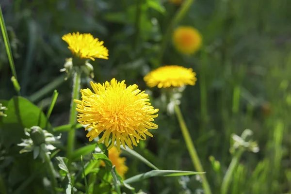 Beautiful Bright Yellow Dandelions Sunny Day Closeup — Stock Photo, Image
