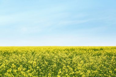 Güneşli bir günde açan kolza tohumu tarlasının güzel manzarası